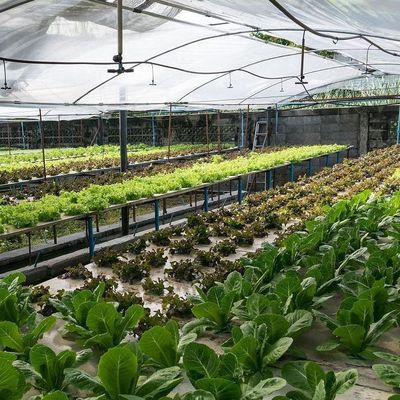 Multi-span kas voor temperatuurgecontroleerde hydroponie