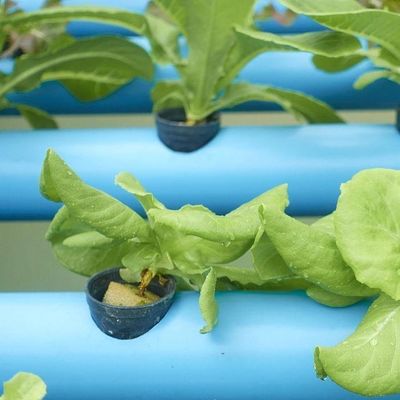 Multi-span kas voor temperatuurgecontroleerde hydroponie
