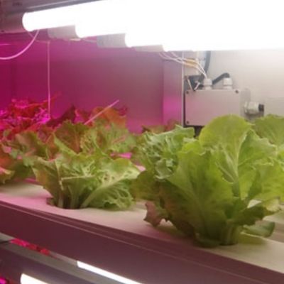 Hydroponische voeder en groenten Fruit bloemen oplossing voor kas in JX-container