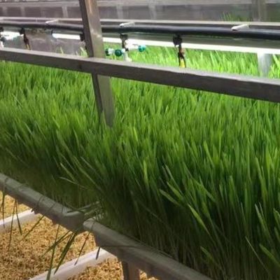 Hydroponische voeder en groenten Fruit bloemen oplossing voor kas in JX-container