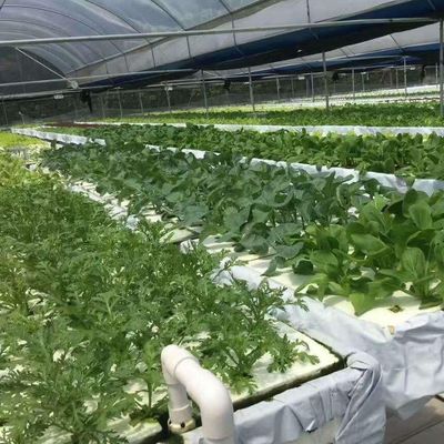 Commerciële filmkas met hydroponische teelt