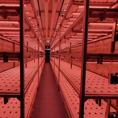 Juxiang OEM Living Vegetable Hydroponic Cultivation System met 40ft container kas