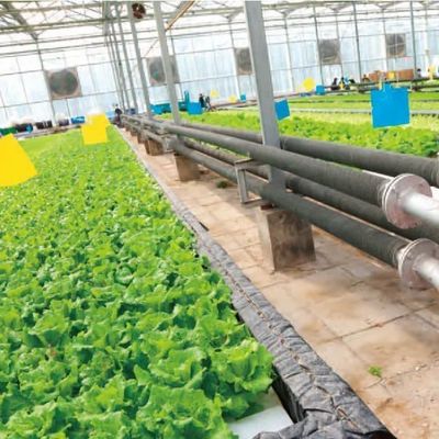 Commerciële filmkas met hydroponische teelt