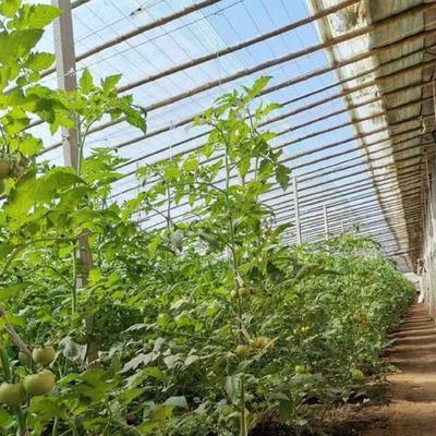 Boogdak Aquacultuur Groentefilm Zonlicht Kas voor Amerikaanse aardbeienbloem