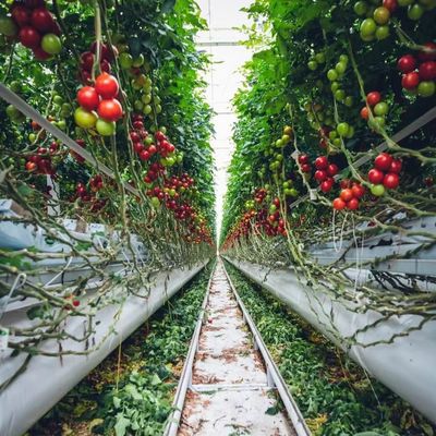 Boogdak Aquacultuur Groentefilm Zonlicht Kas voor Amerikaanse aardbeienbloem