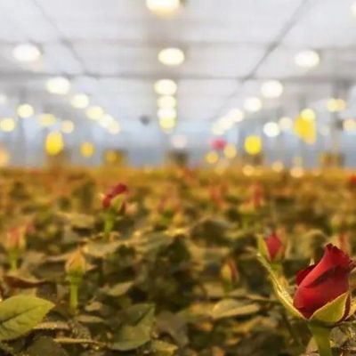 Verlichtingssysteem voor containerkasten Pakket Bruto gewicht 2000.000kg Valuta US
