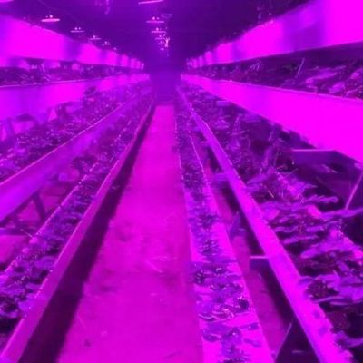 Verlichtingssysteem voor containerkasten Pakket Bruto gewicht 2000.000kg Valuta US