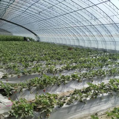 Multi-span kas voor optimale druppelbewatering en inclusief zonlicht