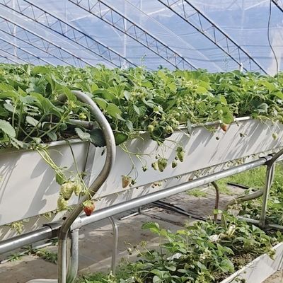 Multi-span kas voor optimale druppelbewatering en inclusief zonlicht