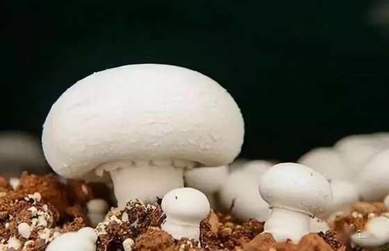Intelligente temperatuurregeling Staalstructuur Draagbare kas voor bladgroenten