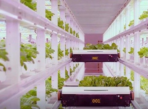 Intelligente temperatuurregeling Staalstructuur Draagbare kas voor bladgroenten
