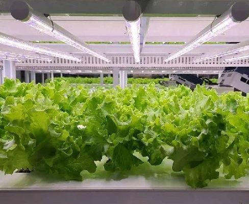 Container kas met hydroponisch systeem binnen uw budget