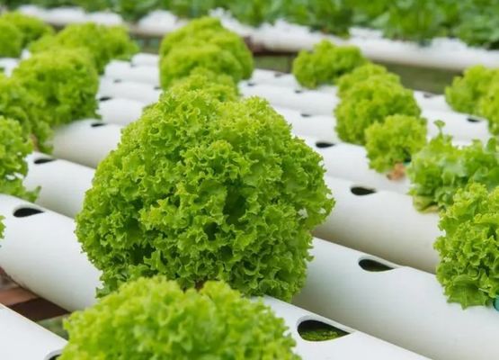 Container kas met hydroponisch systeem binnen uw budget