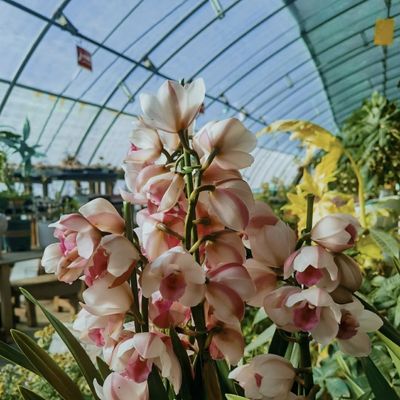 Ervaar de voordelen van de bloem Zonlicht Kas US Currency