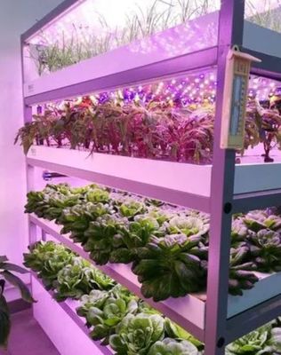 Containerhuis voor de teelt van bladgroenten