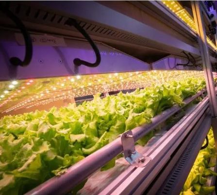 Containerhuis voor de teelt van bladgroenten