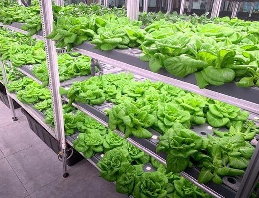 Afdeling Optie Bladgroenten Container Huis met aanpassing en dakplaat