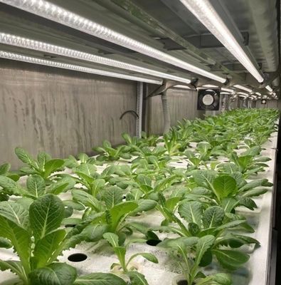 Hydroponische teeltmethode 40hq Reefer-container voor bladgroenten kas
