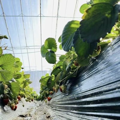 Optimaliseren van de groei met zonlicht en spuitbewatering Bloemen planten kas