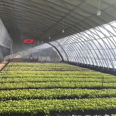 Optimaliseren van de groei met zonlicht en spuitbewatering Bloemen planten kas
