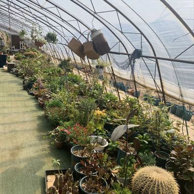 Optimaliseren van de groei met zonlicht en spuitbewatering Bloemen planten kas