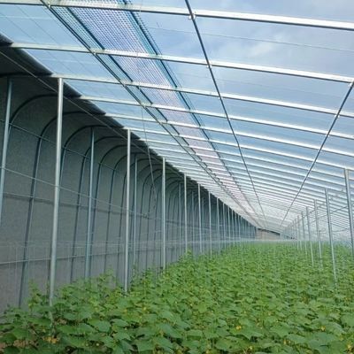 Optimaliseren van de groei met zonlicht en spuitbewatering Bloemen planten kas