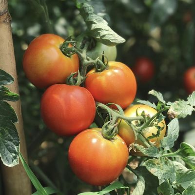 Aanpassing Hydroponics Zonlicht kas voor commerciële groenten productie zaaien