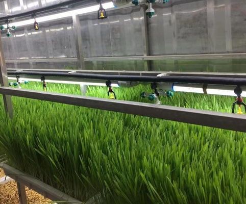 Containerhuis voor de teelt van bladgroenten Hydroponics Teelttechnologie