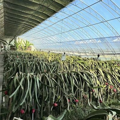 Aanvankelijke betaling: commerciële kas voor de productie van bloemen en groenten in zonlicht