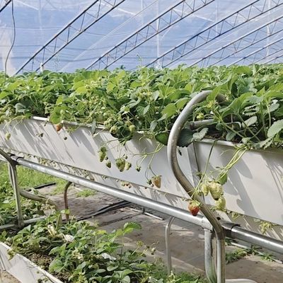 Kunststofplaat bloem zonlicht kasdruppel irrigatie voor consistente irrigatie