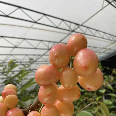 Kunststofplaat bloem zonlicht kasdruppel irrigatie voor consistente irrigatie