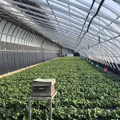 Maximaliseer je oogst met deze Grote Hydroponics Groente Zonnehuis