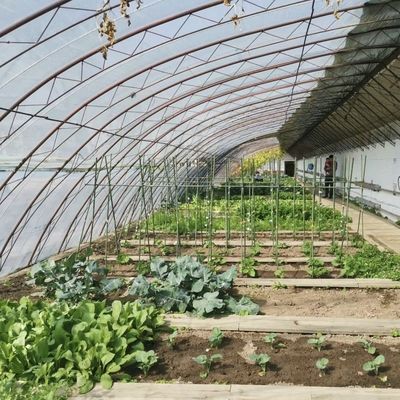 Op maat gemaakte aanvraag Zonnestraling Groentehuis Hydroponics Groei Systeem voor Bloemen Planten