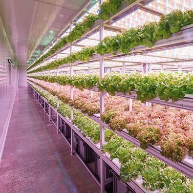 Afdeling scheepvaartcontainer kas LED-verlichtingsoplossing voor groentenplant