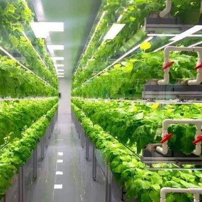 Afdeling scheepvaartcontainer kas LED-verlichtingsoplossing voor groentenplant