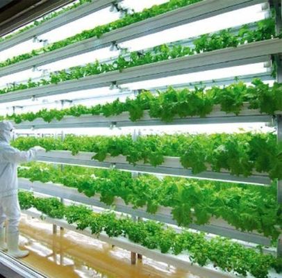 Afdeling scheepvaartcontainer kas LED-verlichtingsoplossing voor groentenplant