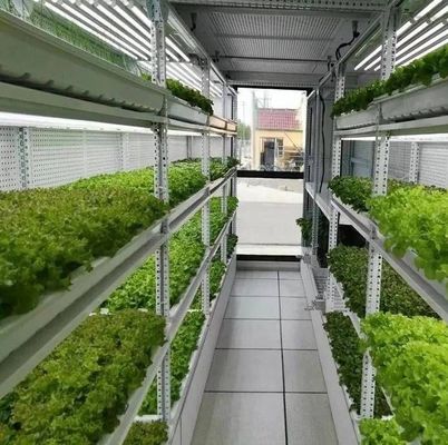 Afdeling scheepvaartcontainer kas LED-verlichtingsoplossing voor groentenplant
