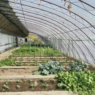 Bloemen planten Zonne- en zonne-scherm kas met staalstructuur