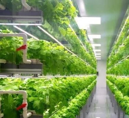 Groentehuis hydroponisch verticaal landbouwcontainersysteem in 40ft container 40HQ Reefer