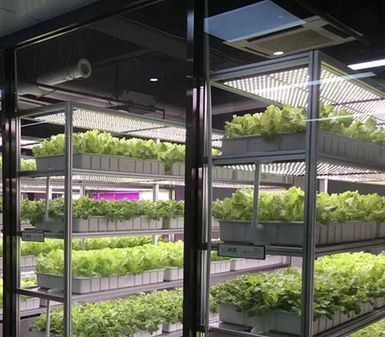 Groentehuis hydroponisch verticaal landbouwcontainersysteem in 40ft container 40HQ Reefer