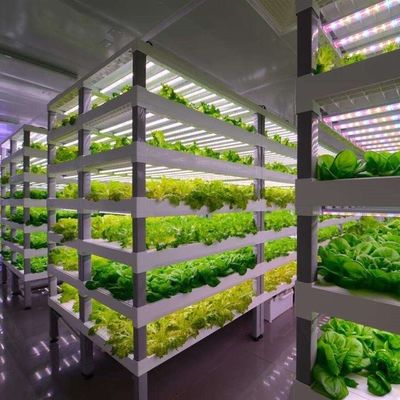 Containerkas voor de teelt van groenblaadjes met meerdere spanningen en een stalen dekking