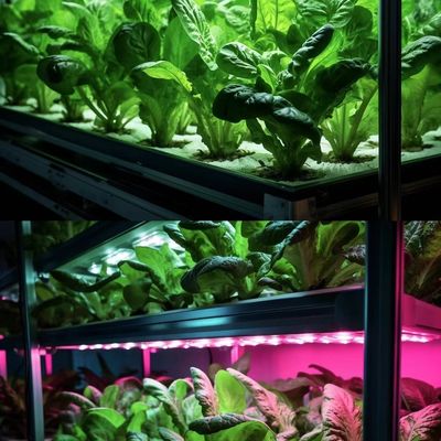 Containerkas voor de teelt van groenblaadjes met meerdere spanningen en een stalen dekking