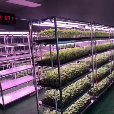 Containerkas voor de teelt van groenblaadjes met meerdere spanningen en een stalen dekking