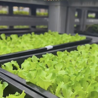 Containerkas voor de teelt van groenblaadjes met meerdere spanningen en een stalen dekking