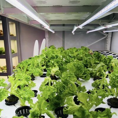Intelligente temperatuurcontroleafdeling Vervoerscontainer kas voor bladgroenten
