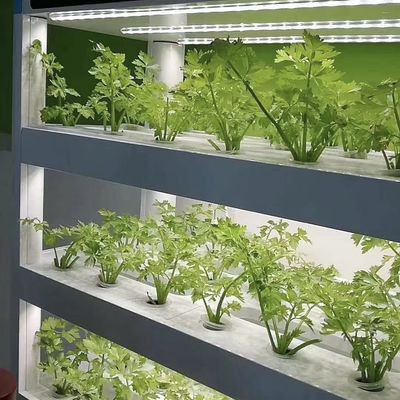 Intelligente temperatuurcontroleafdeling Vervoerscontainer kas voor bladgroenten