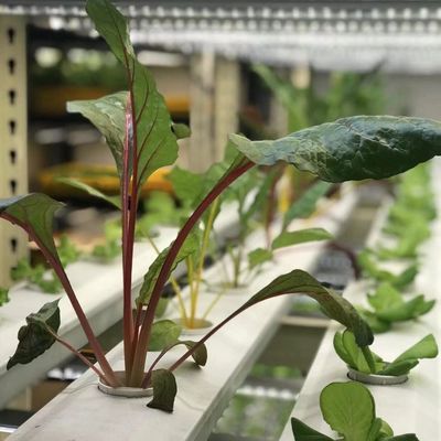 Intelligente temperatuurcontroleafdeling Vervoerscontainer kas voor bladgroenten