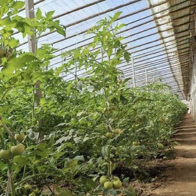 Amerikaanse munt Twee- of eenlaagse groente zonnestralen kassystemen binnen het budget