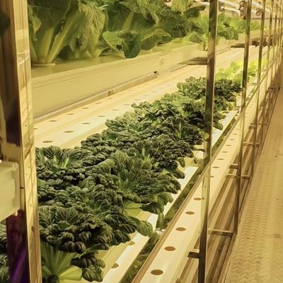 Grote reefercontainer De perfecte oplossing voor hydroponische groentenkwekerij