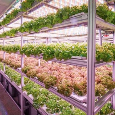 Grote reefercontainer De perfecte oplossing voor hydroponische groentenkwekerij